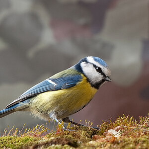 Blaumeise1