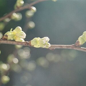 Pflaumenblüte 2008
