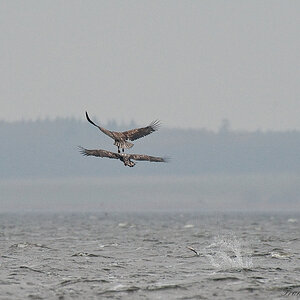 Adler91