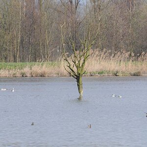 Baum im See
