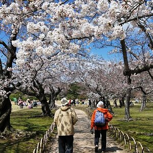 Korakuen no Sakura