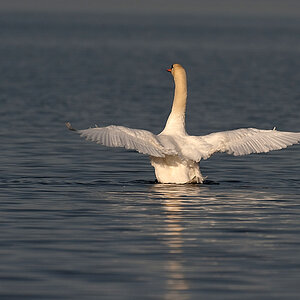schwan1