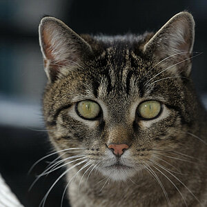 DSC 0410 Kater Atoss D700 AFS-300 durch die Gartentüre fotografiert.