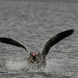 comp Bramfelder See  0237