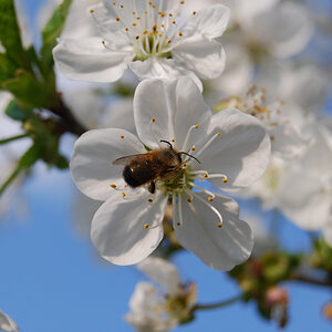 Kirschblüte 2008