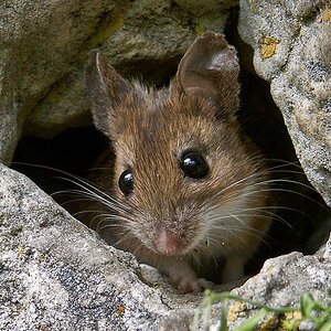 Maus