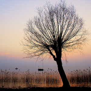 09.03 Baum Gardasee