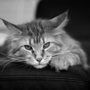 IMG009BW 900