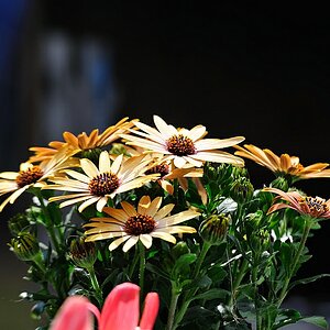 DSC 2144 D700 80-200/2.8 ED AF Bl 10 1/250