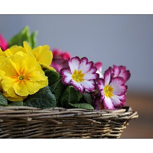 Plümchen @2.8
(Sigma 70-200mm F2,8 EX DG Makro HSM II)