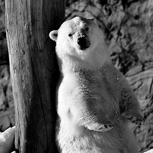 Eisbär03