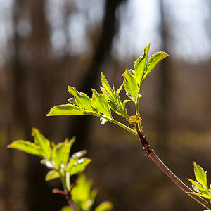 frische Triebe