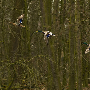Entenflug1 4667