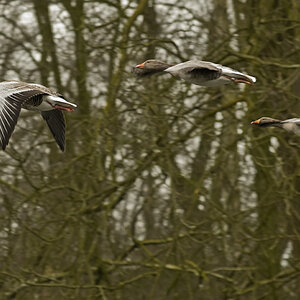 Entenflug 4792
