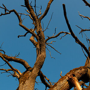 toter Baum