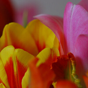 Tulpen