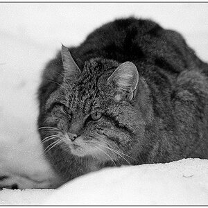 Wildkatze