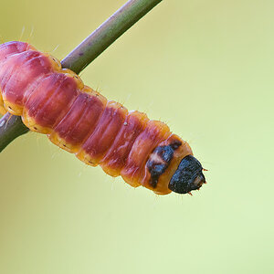 raupe