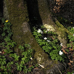 20090410 162156 Muehltal