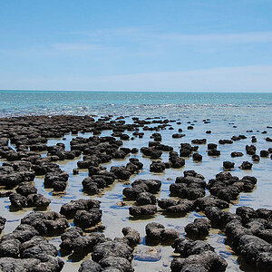 Stromatolithen