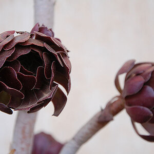 Blüte