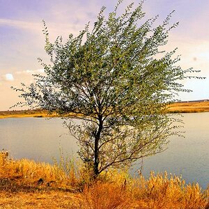 baum in der steppe