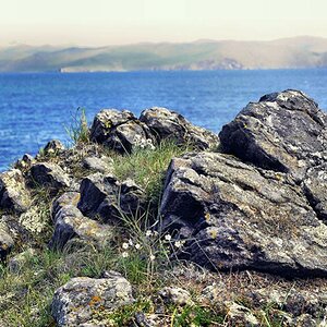 baikal flowers