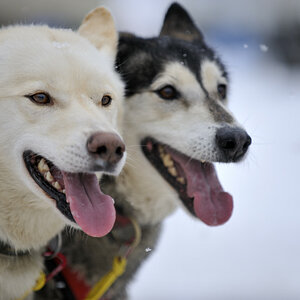 20090307 115314 Schlittenhunde