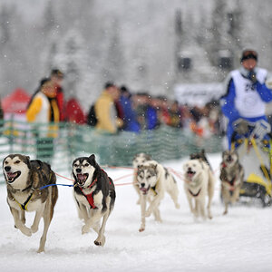20090307 120256 Schlittenhunde  02