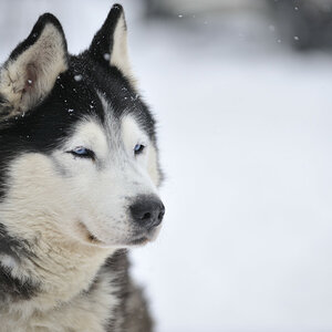 20090307 121545 Schlittenhunde