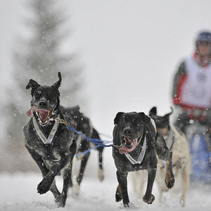20090307 122235 Schlittenhunde  01