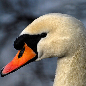 schwan 1