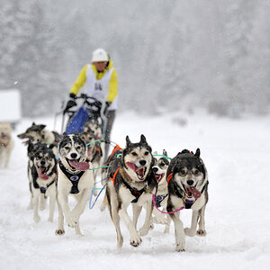 20090307 122918 Schlittenhunde  02
