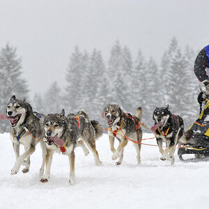 20090307 124636 Schlittenhunde