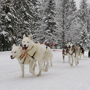 20090307 130450 Schlittenhunde  05