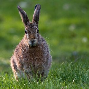 Hase 0003