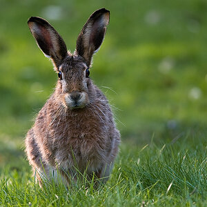 Hase 0005