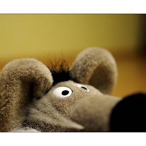 MAUS!
(AF-S DX NIKKOR 35 mm 1:1,8G, Offenblende - mausgezeichnet)