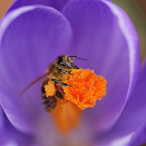 Blüte