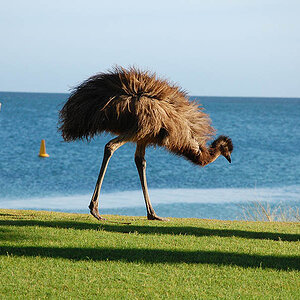 Emu
