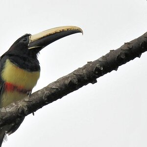 Schwarzkehlarassari (Black-necked Aracari)
Iwokrama Rainforest
0982