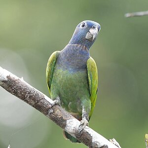 Schwarzohrpapagei (Blue Headed Parrot)
Iwokrama Rainforest
1067