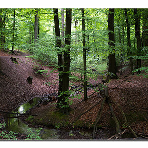 wald von unten11