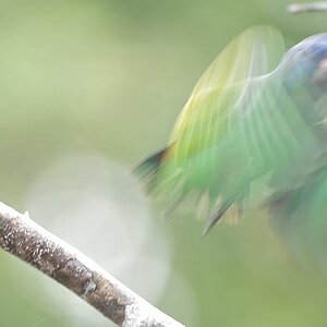 Geist :-)
Schwarzohrpapagei (Blue Headed Parrot)
Iwokrama Rainforest
1068