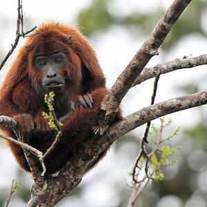 Roter Brüllaffe (Rel Howler Monkey)
Iwokrama Rainforest
1000