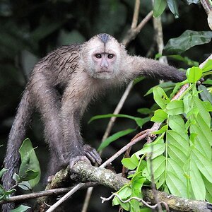 Kapuzineraffe (Wedge Capp ed Capuchin Monkey)
Iwokrama Rainforest
1130