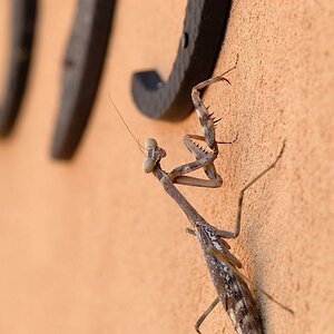 Praying Mantis  / Gottesanbeterin