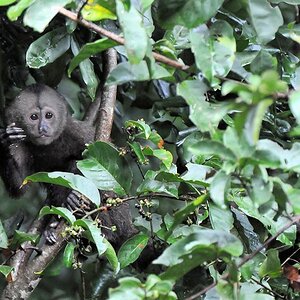 Kapuzineraffe (Wedge Capp ed Capuchin Monkey)
Iwokrama Rainforest
1144