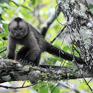 Kapuzineraffe (Wedge Capp ed Capuchin Monkey)
Iwokrama Rainforest
1188