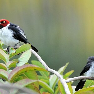 Schwarzkehrkardinal (Red Capped Cardinal)
Iwokrama Rainforest
1240